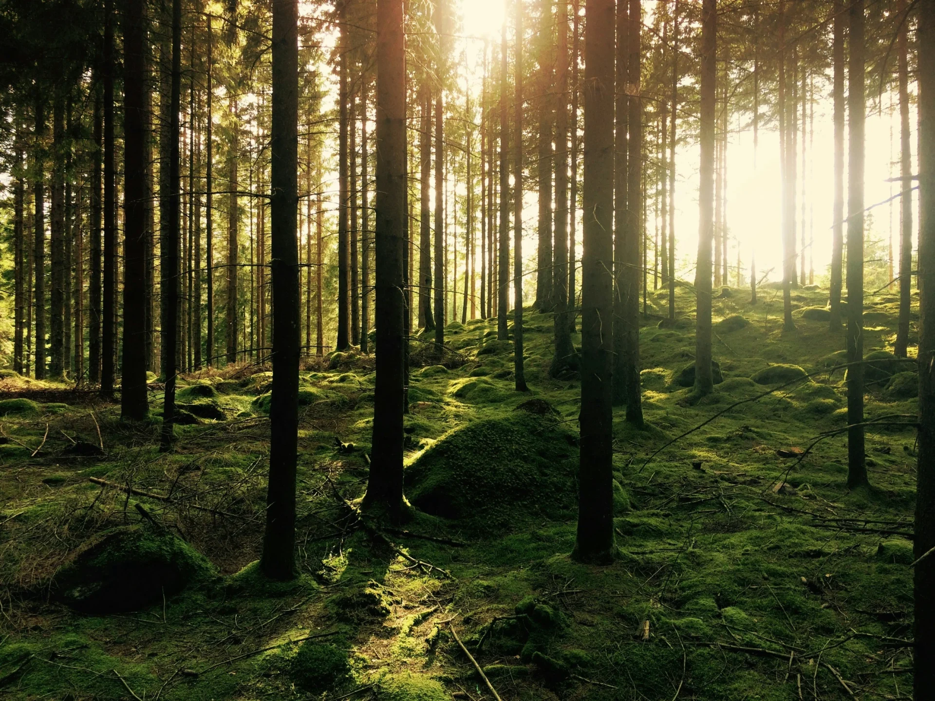 Tall slender trees with sun shinning through