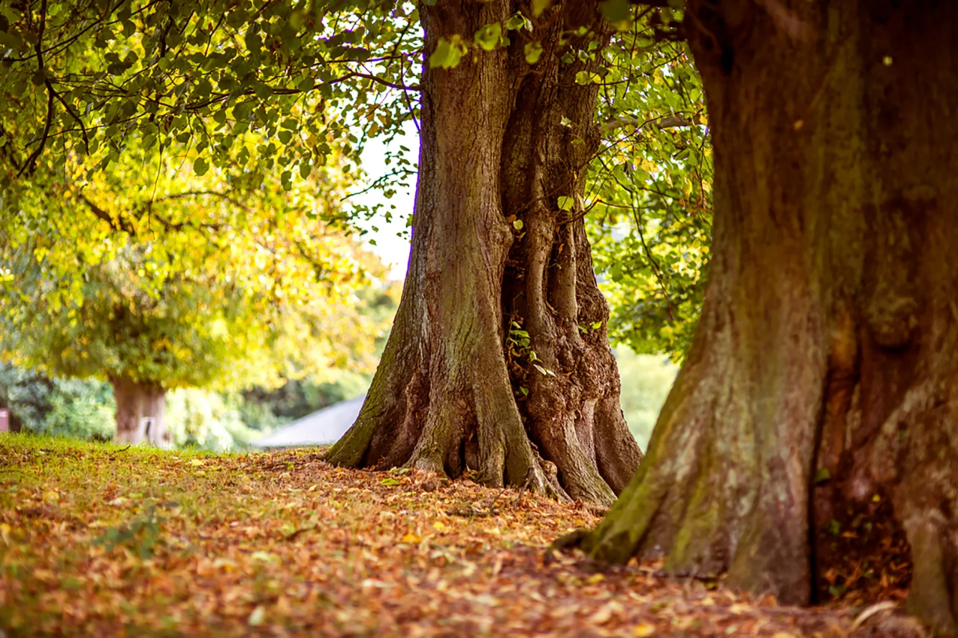 Trees with fallen leaves on the ground